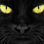 El gato negro