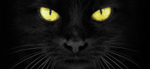 El gato negro